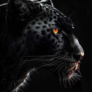 Telegram profile photo for 黑豹通知频道