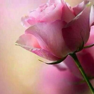 Telegram profile photo for 【قصص زوجية مفيدة】
