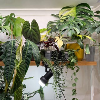 Telegram profile photo for Evergreen.room_наличие