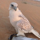 Telegram profile photo for احاديث