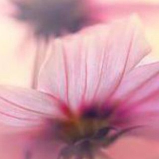 Telegram profile photo for هوای حوا