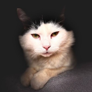 Telegram profile photo for зВеРъСтВО~