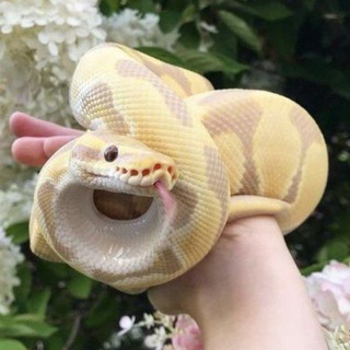 Telegram profile photo for Snakes confessions 🐍