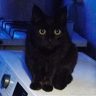 Telegram profile photo for Я не чвк