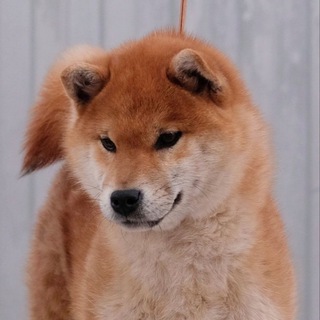 Telegram profile photo for Takashi Kimiko