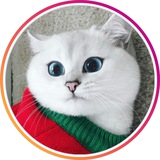Telegram profile photo for Кошки | Котики 🐈