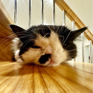 Telegram profile photo for Котик из коробки