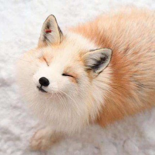 Telegram profile photo for 魔戒机场