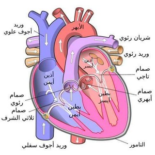 Telegram profile photo for ثاني متوسط ((الاحياء)) مدرسة قمر بني هاشم الدوام العصري