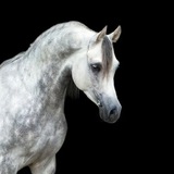 Telegram profile photo for Покупка рекламы