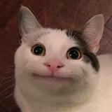 Telegram profile photo for beluga