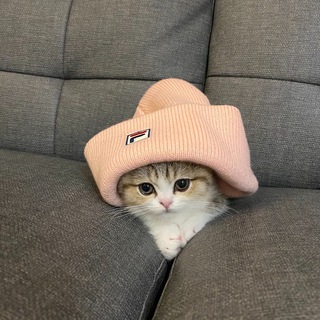 Telegram profile photo for Bamicat Fan