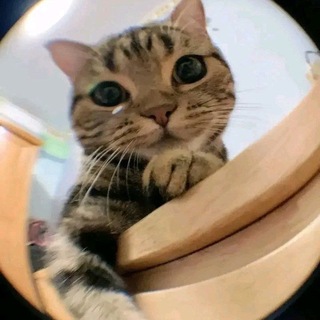 Telegram profile photo for سَديم
