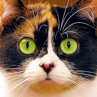 Telegram profile photo for SLIVKI SHOW Ali