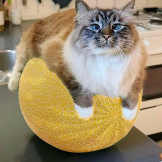Telegram profile photo for Кот на дыне