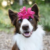 Telegram profile photo for 🌸 Собаки И Цветы 🌺