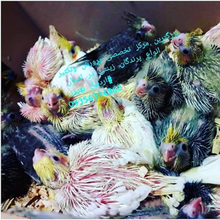 Telegram profile photo for پرندگان زینتی بهروز اردبیل