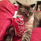 Telegram profile photo for COCACOLA PUBG🇷🇺