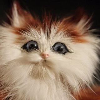 Telegram profile photo for chat