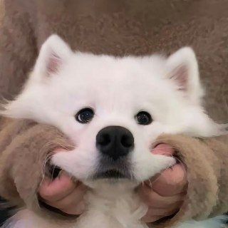 Telegram profile photo for 可爱小狗