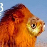 Telegram profile photo for МемоБосс