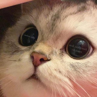 Telegram profile photo for димушвили