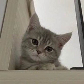 Telegram profile photo for БратишкаНаказывает!