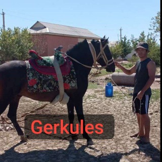 Telegram profile photo for Qashqadaryo koʻpkarisi, Sirojiddin Aminov kanali.