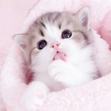 Telegram profile photo for credit's 💗