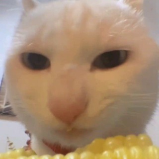 Telegram profile photo for π½π