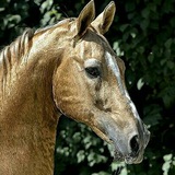 Telegram profile photo for سمند صحرا (کوهک)
