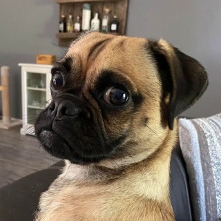 Telegram profile photo for код автора: Mamont