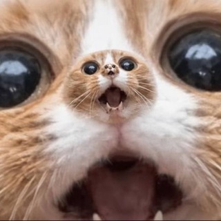 Telegram profile photo for Perpetual Cat | PORTAL