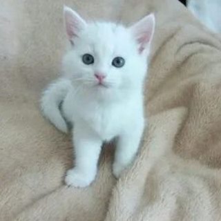 Telegram profile photo for Микропупсики❤️