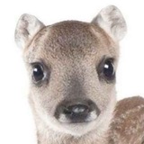 Telegram profile photo for уилерленс переходник