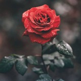 Telegram profile photo for الطريق الى الجنة