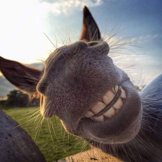 Telegram profile photo for Osloff donkey farm