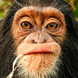Telegram profile photo for Забавные животные - Ржака каждый день