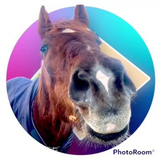Telegram profile photo for Stallion.by