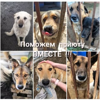 Telegram profile photo for Магаданский приют