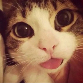 Telegram profile photo for шугаримнида