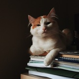 Telegram profile photo for котарсис
