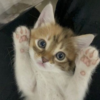 Telegram profile photo for ВЗАИМНЫЕ ПОДПИСКИ💕 ПИАР ЧАТ 💖