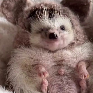 Telegram profile photo for гіфі з тврнкм