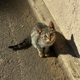 Telegram profile photo for Студия Шарлотки