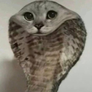 Telegram profile photo for злыдень