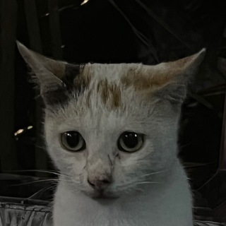 Telegram profile photo for MILKOVSKYI