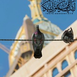 Telegram profile photo for لبيك اللهم لبيك