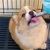 Telegram profile photo for Hamster Puppy