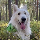 Telegram profile photo for Пёс Гринс из Братьев Гринс 🐶🌳